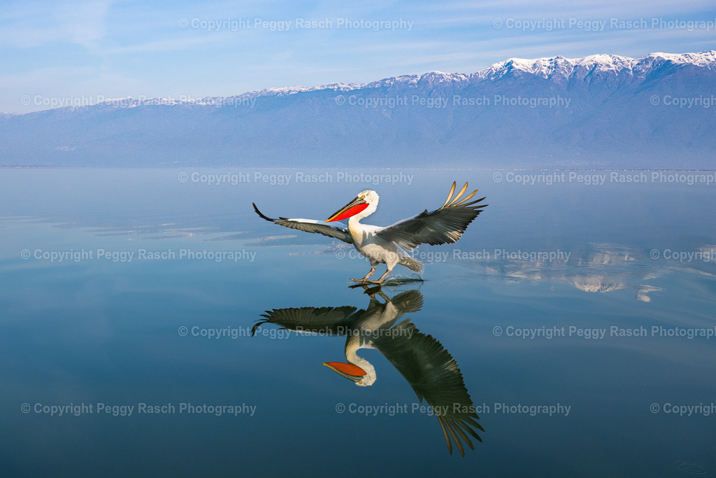 Pelikane (56) | PeggyRaschPhotography - Realisiert mit Pictrs.com