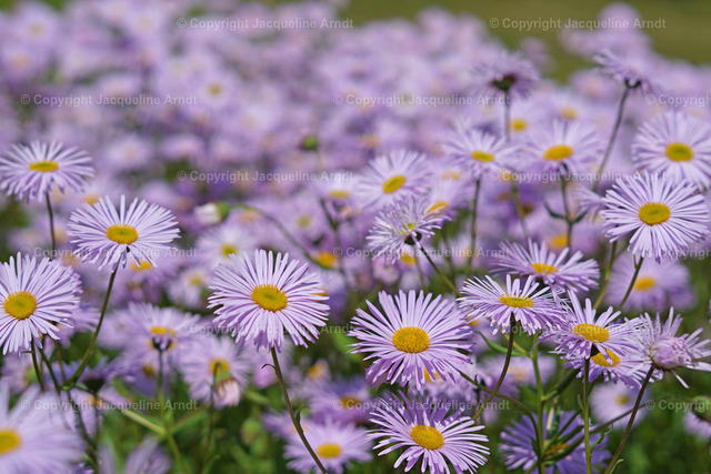 Blumenwiese | Fotografie Photography Dresden Photoshooting  Fotoshooting Fotografin Dresdencity Bilder  Foto Dresdenvideos Kalender Postkarten Bilderdownload Portrait Hochzeitsfotografie Familienfotos Bewerbungsbilder Studiofotografie Fotograf Dresdenbilder Business - Realisiert mit Pictrs.com