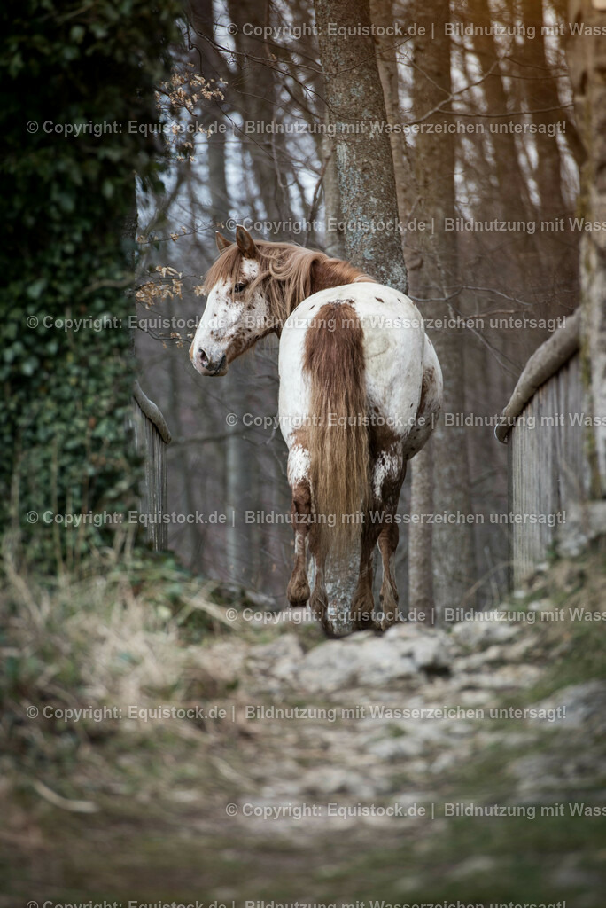 20150405_TOMsPiC_0085 | equistock