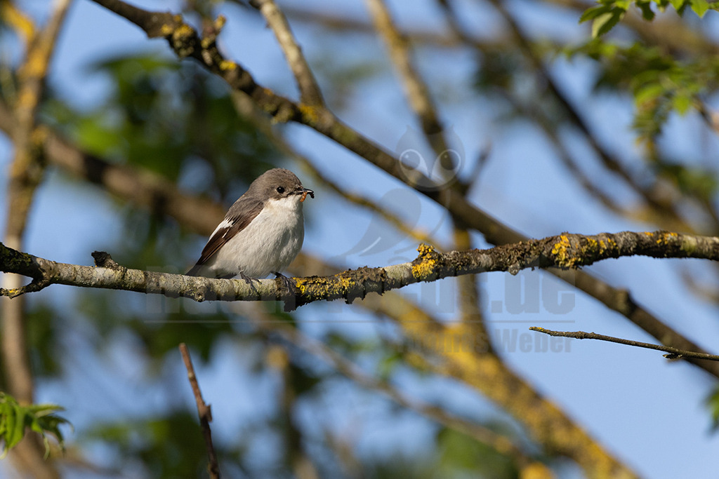R5NF1210-20230518 | Der Trauerschnäpper ist in ganz Deutschland verbreitet und gern in Wäldern und baumreichen Gegenden unterwegs. Dem ruffreudigen und auffällig gezeichneten kleinen Vogel werden Sie bestimmt schon einmal begegnet sein. Mit dem ähnlichen Halsbandschnäpper geht er im Überschneidungsgebiet auch gerne Mischehen ein. - Realisiert mit Pictrs.com