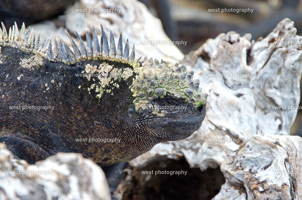 Marine iguana 4 - EQU 2015 | west photography - Realisiert mit Pictrs.com