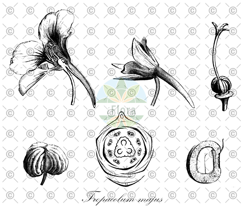 HistAbb_wfo-0001216847_1_ENZY_Simple | Historische Abbildung von Tropaeolum majus - Tropaeolaceae (Große Kapuzinerkresse) | Historical Illustration of Tropaeolum majus - Tropaeolaceae (common nasturtium;garden nasturtium)
