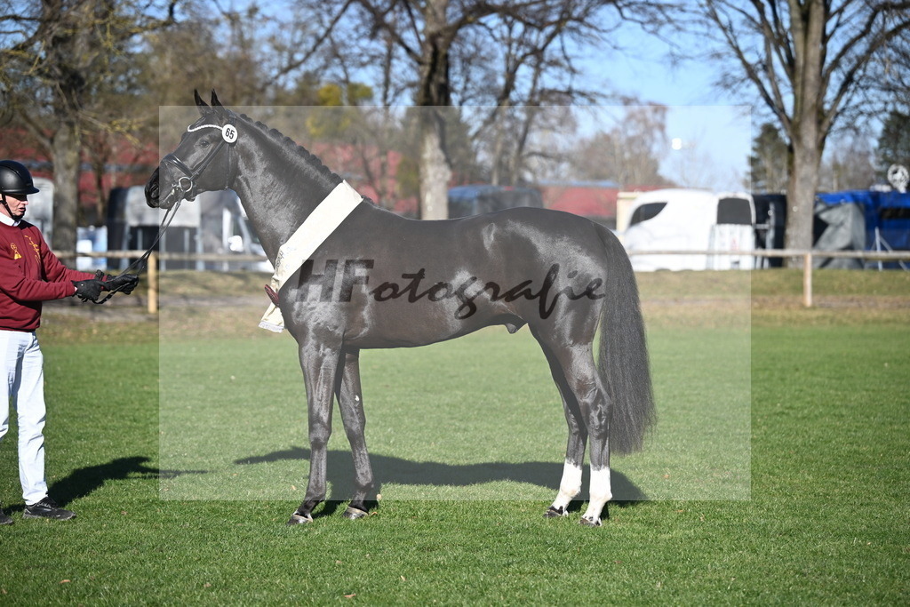 Kat.-Nr. 65 v. Springbank II VH_Reichert_2243374 | hf-fotografie - Realisiert mit Pictrs.com