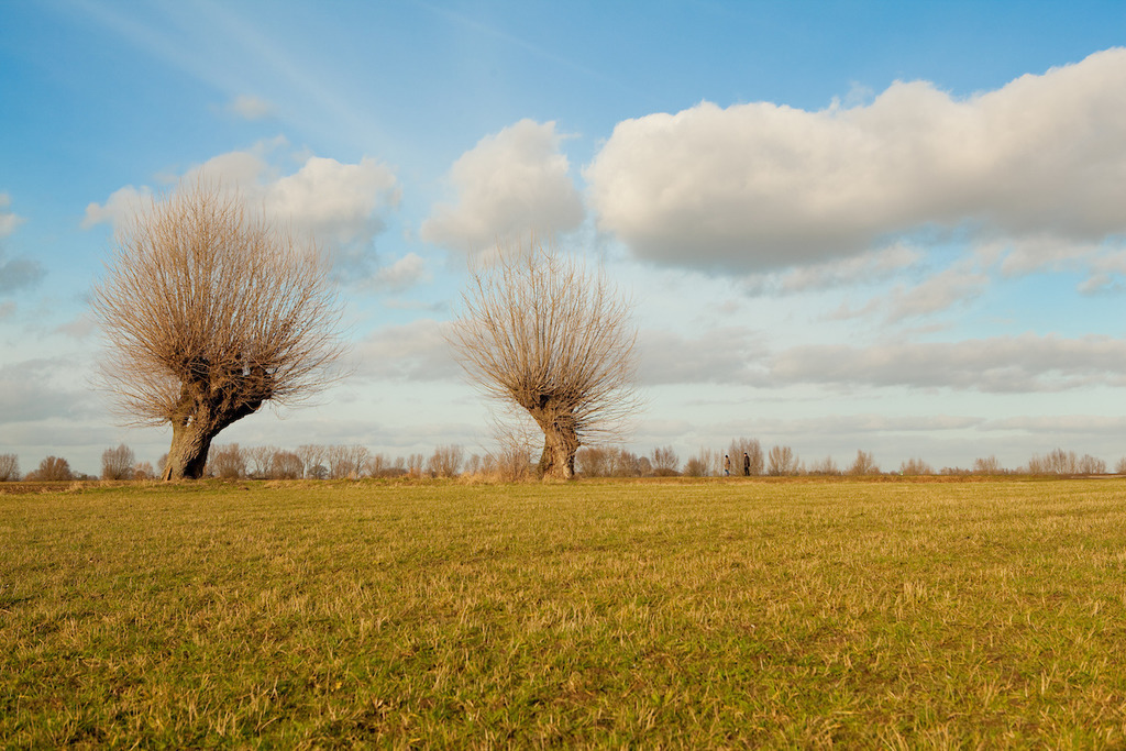 220128-085 | Europa, DEU, Deutschland, Nordrhein-Westfalen, Niederrhein, Xanten, Naturschutzgebiet Bislicher Insel, Typische Kopfweide, Natur, Umwelt, Landschaft, Jahreszeiten, Stimmungen, Landschaftsfotografie, Landschaften, Landschaftsphoto, Landschaftsphotographie, Wetter, Wetterelemente, Wetterlage, Wetterkunde, Witterung, Witterungsbedingungen, Wettererscheinungen, Meteorologie, Wettervorhersage, Die Bislicher Insel liegt zwischen Ginderich und Xanten im Kreis Wesel und ist eine der wenigen noch vorhandenen Auenlandschaften in Deutschland. Als Kernstueck des Naturschutzgebietes gilt der ueber fuenf Kilometer lange Xantener Altrhein mit einem breiten Spektrum an Wasser- und Uferpflanzen sowie Weichholzauenwaeldern. Quelle: https://de.wikipedia.org/wiki/Bislicher_Insel Als Kopfweide bezeichnet man eine Weide, deren Stamm als Jungbaum auf einer Hoehe von etwa 1 bis 3 Metern eingekuerzt wurde und deren Zweige in der Folge regelmaeßig beschnitten werden (Schneitelung). Auch andere Baumarten wie Eschen, Pappeln oder Linden werden geschneitelt, sodass sich daraus Kopfbaeume entwickeln (siehe auch Kopflinde). 

[Fuer die Nutzung gelten die jeweils gueltigen Allgemeinen Liefer-und Geschaeftsbedingungen. Nutzung nur gegen Verwendungsmeldung und Nachweis. Download der AGB unter http://www.image-box.com oder werden auf Anfrage zugesendet. Freigabe ist vorher erforderlich. Jede Nutzung des Fotos ist honorarpflichtig gemaess derzeit gueltiger MFM Liste - Kontakt, Uwe Schmid-Fotografie, Duisburg, Tel. (+49).2065.677997, ..archiv@image-box.com, www.image-box.com] - Realisiert mit Pictrs.com