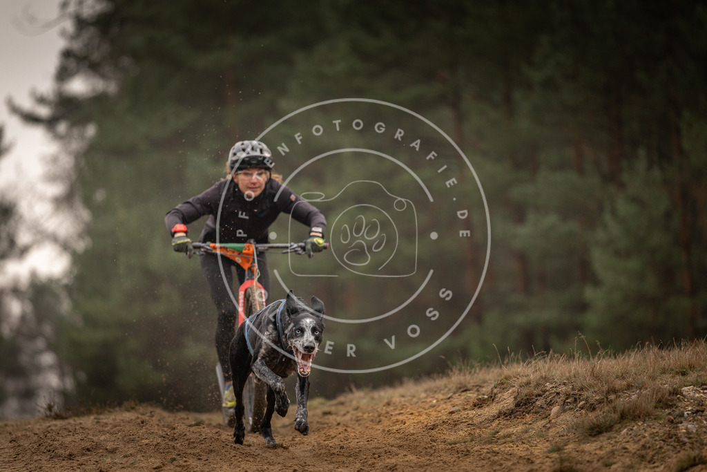 Pfotenfotografie_DV3A4536 | Hundefotografie, Tierfotograf, Pfotenfotografie, Fotoshooting Hund, Hunde Portrait, Hundesport, Hundeportraits, Heideshooting, Hunde, Sportfotograf, Hundefotograf, Turnierhundsport, THS,  - Realisiert mit Pictrs.com