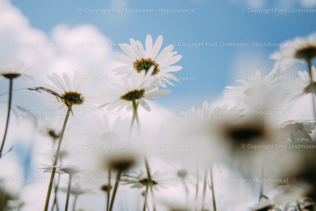 Margariten | Fotos und Fotoprodukte - Realisiert mit Pictrs.com