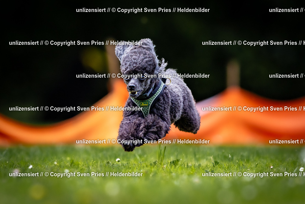 Sven Pries | 2026-05-14 - Hunderennen KA Durlach Vatertag 2026 - Realisiert mit Pictrs.com