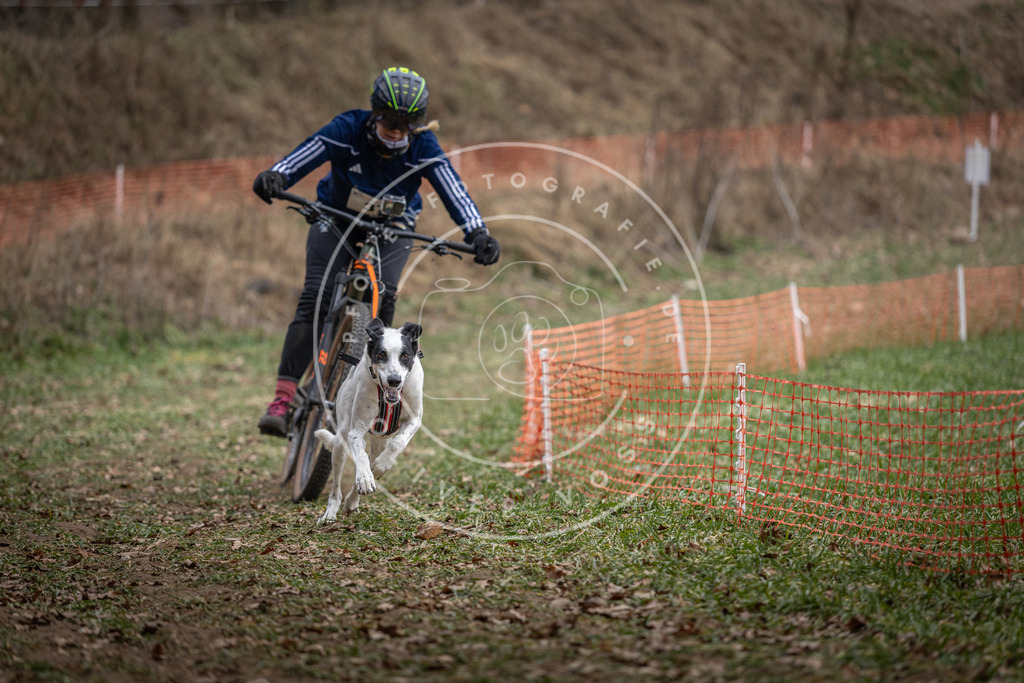 Pfotenfotografie_DV3A9820 | Hundefotografie, Tierfotograf, Pfotenfotografie, Fotoshooting Hund, Hunde Portrait, Hundesport, Hundeportraits, Heideshooting, Hunde, Sportfotograf, Hundefotograf, Turnierhundsport, THS,  - Realisiert mit Pictrs.com