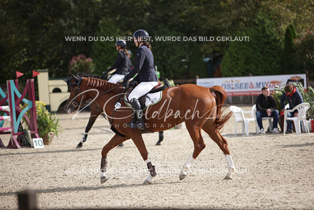1J2A7868Alisa Dron_ Nara VA_ Kn772_ Havekost | Foto- und Videografie für alles rund ums Pferd. Hochwertige Bilder und Videos vom Spring- und Dressurreiten, Voltigieren & mehr. Jetzt aktuelle Veranstaltungen und Preise im Shop ansehen. - Realisiert mit Pictrs.com