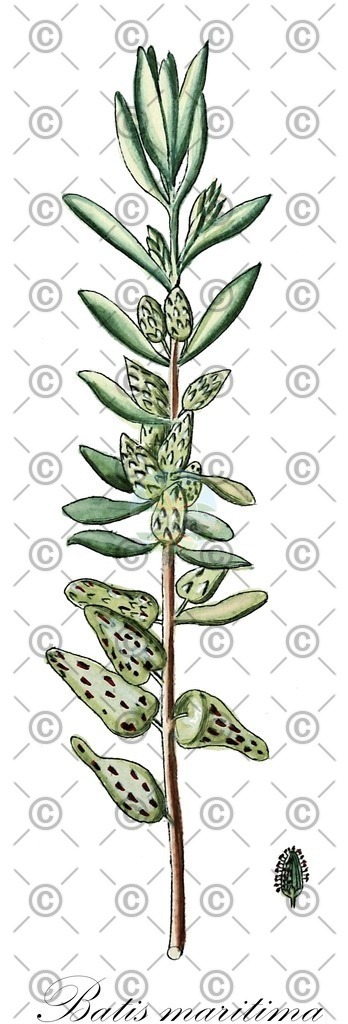 HistAbb_wfo-0000561336_1_ENZY_Simple | Historische Abbildung von Batis maritima - Bataceae | Historical Illustration of Batis maritima - Bataceae