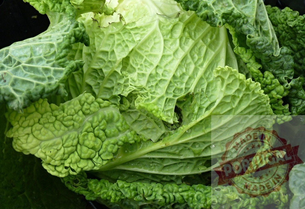 Green savoy cabbage showing fresh crinkled leaves | Savoy cabbage head with intensely green crinkled leaves - Realized with Pictrs.com
