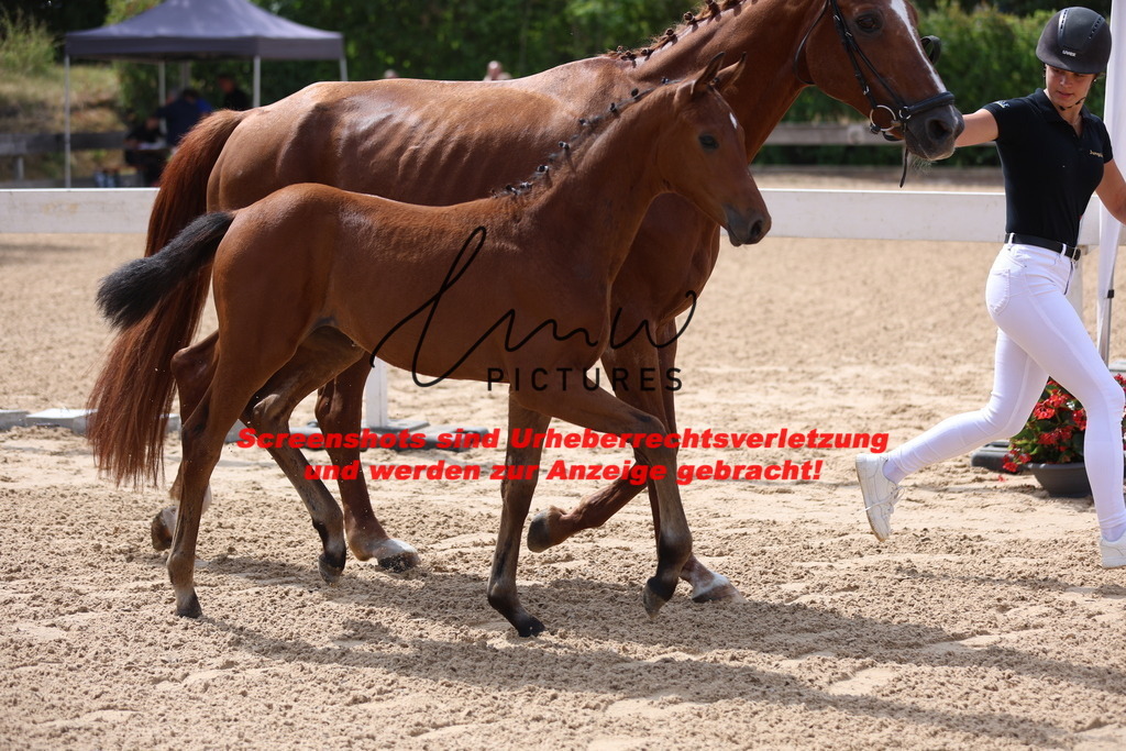 Fohlenschau_Schwäbisch_Hall_dressurbetonte_Fohlen_KN 6_4 | lmwpictures - Realisiert mit Pictrs.com