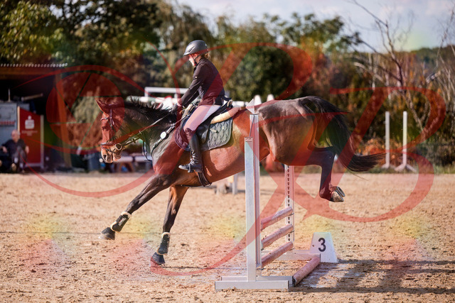 2026_10_03_Siefer-Hof_155937_Z81_79822048 | Professionelle Reitsport-, Turnier- und Eventfotografie von Robert Broda. Galerien mit ausgewählten und bearbeiteten Bildern direkt online ansehen und bestellen.
