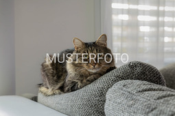 Katze, Haustierfotografie, Fine-Art, Grumagraphy Style