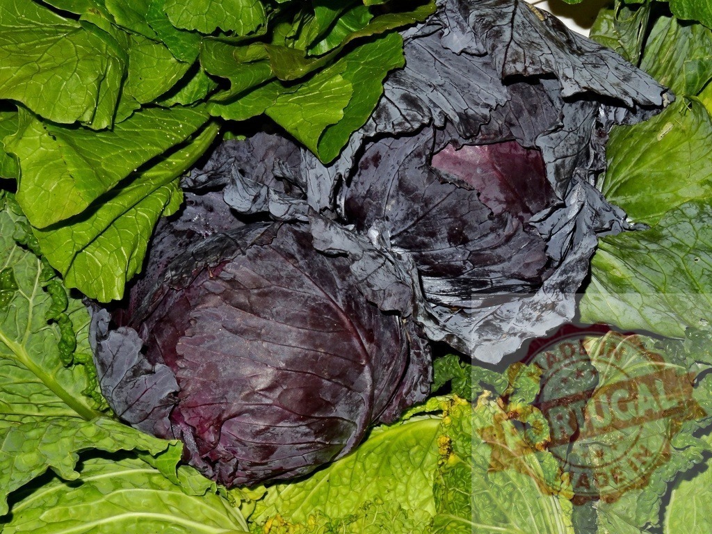 Organic red and purple cabbages with fresh green kale leaves | Fresh red cabbage and green kale provide healthy, nutritious food choices - Realized with Pictrs.com
