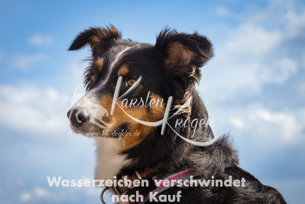 1316_ZZ91111 | kk-dogfotos