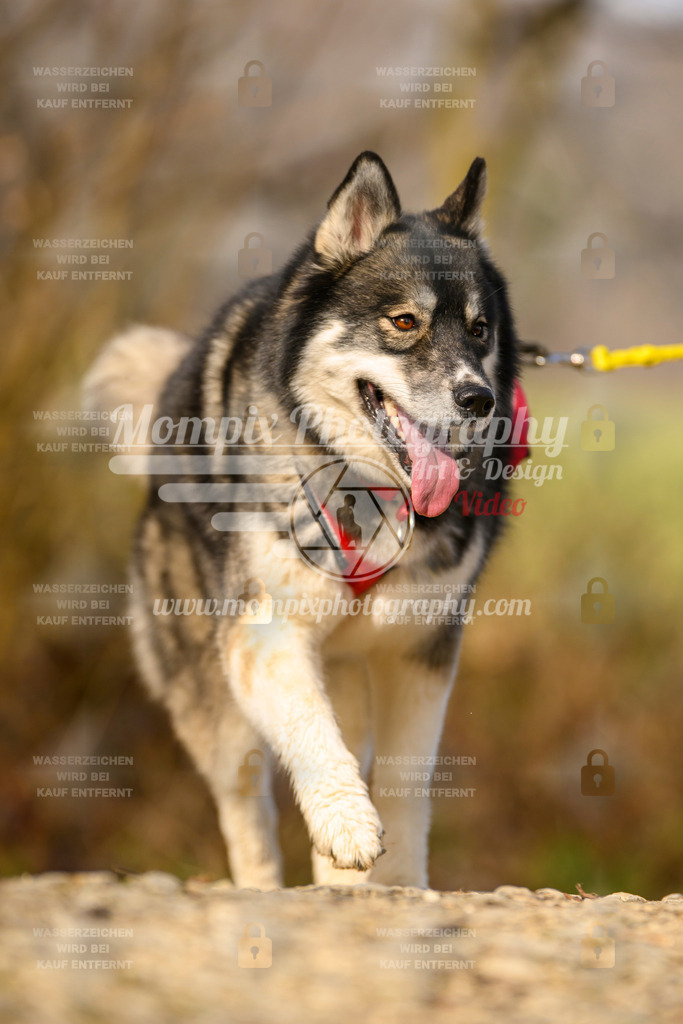 MompixPhotography_6ReiatRennen2026_SA_HappyDog-32 | PayLife