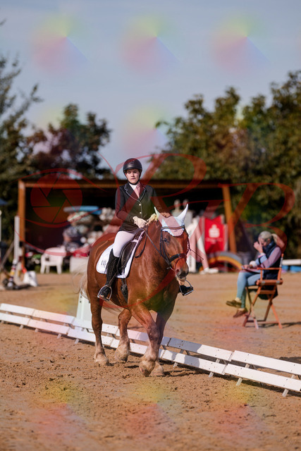 2026_10_03_Siefer-Hof_114137_Z81_84800622 | Professionelle Reitsport-, Turnier- und Eventfotografie von Robert Broda. Galerien mit ausgewählten und bearbeiteten Bildern direkt online ansehen und bestellen.