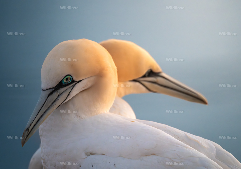 Wildlinse-240417-1-2 | Willkommen bei Wildlinse. Wildtierfotografien aus Schleswig-Holstein: Entdecke einzigartige Fine-Art-Prints und Poster, die Ruhe, Wildnis und die Schönheit unserer heimischen Tierwelt in dein Zuhause bringen. - Realisiert mit Pictrs.com