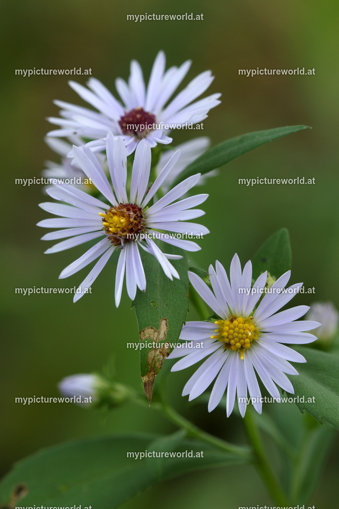 Neubelgische Aster-002 | Das Bilderarchiv über Tiere, Planzen und Landschaften. In der Bilddatenbank finden Sie ein große Auswahl an hochwertigen Bilder für Ihre Werbung - Realized with Pictrs.com