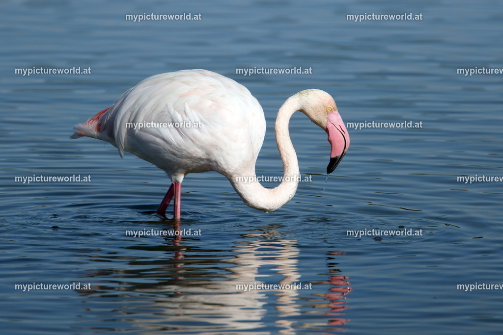Rosaflamingo-065 | Das Bilderarchiv über Tiere, Planzen und Landschaften. In der Bilddatenbank finden Sie ein große Auswahl an hochwertigen Bilder für Ihre Werbung - Realized with Pictrs.com