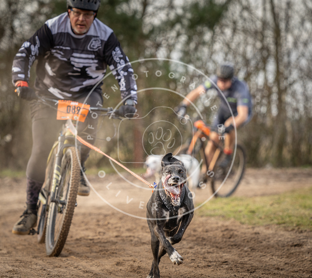 Pfotenfotografie_DV3A8172 | Hundefotografie, Tierfotograf, Pfotenfotografie, Fotoshooting Hund, Hunde Portrait, Hundesport, Hundeportraits, Heideshooting, Hunde, Sportfotograf, Hundefotograf, Turnierhundsport, THS,  - Realisiert mit Pictrs.com
