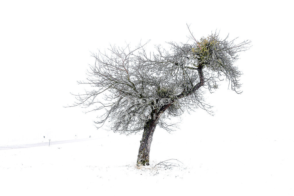 Baum im Schnee-5588 | Alter Baum im Schnee am Wegesrand zwischen Urbar und Niederburg im Hunsrück. - Realisiert mit Pictrs.com