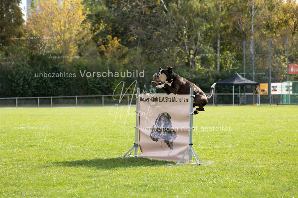 _16A6677 | Einzigartige Fotos von Hunden & Menschen –Actionfotos, Portraits, Vereinsaufnahmen & Paarshootings – authentisch, lebendig & mit Herz.