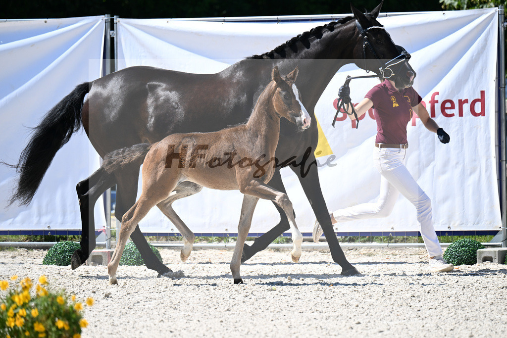 Kat-Nr. 39 Fiji x Dante Weltino_SF_Reglauer_24250263 | hf-fotografie - Realizzato con Pictrs.com