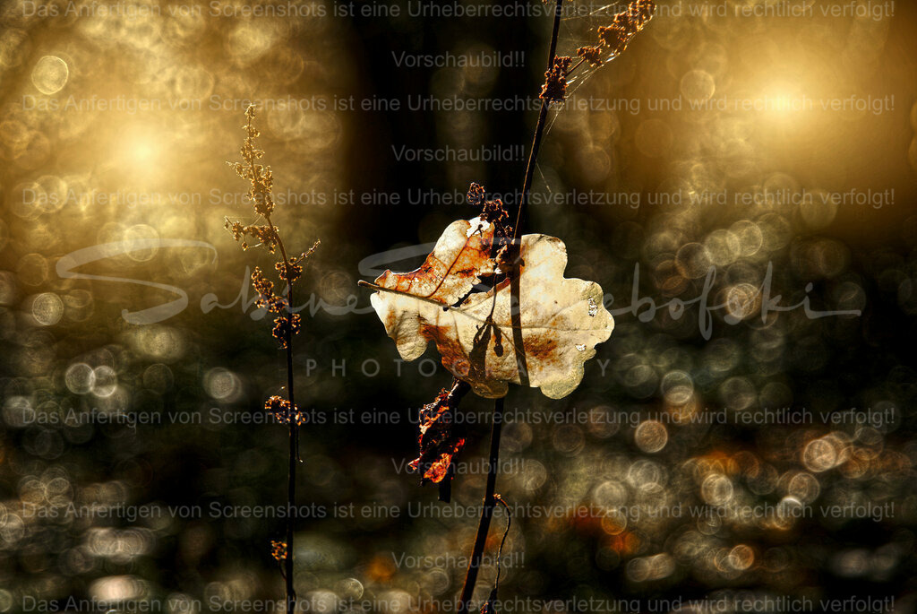 Wandbild Eichenblatt im Gegenlicht | People- und Tierfotografie, Imageaufnahmen, Veranstaltungsfotografie und Wandbilder aus der Natur ★ Made in Germany ✔️ Druck + Downloads ✔️ Naturfotografie in Top Qualität ★ schneller Versand, weltweite Lieferung! - Realisiert mit Pictrs.com