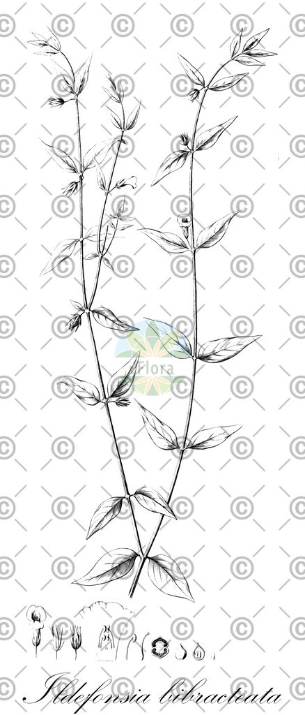 HistAbb_wfo-0001077079_1_ENZY_Simple | Historische Abbildung von Ildefonsia bibracteata - Plantaginaceae | Historical Illustration of Ildefonsia bibracteata - Plantaginaceae