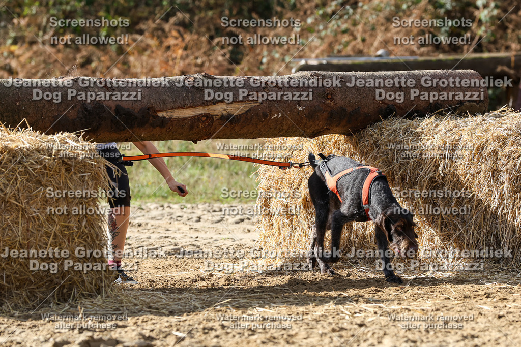 Dog Paparazzi - Strongdog 10-25-5505 | Dog Paparazzi Jeanette Grottendiek Fotografie & Videografie - Realisiert mit Pictrs.com