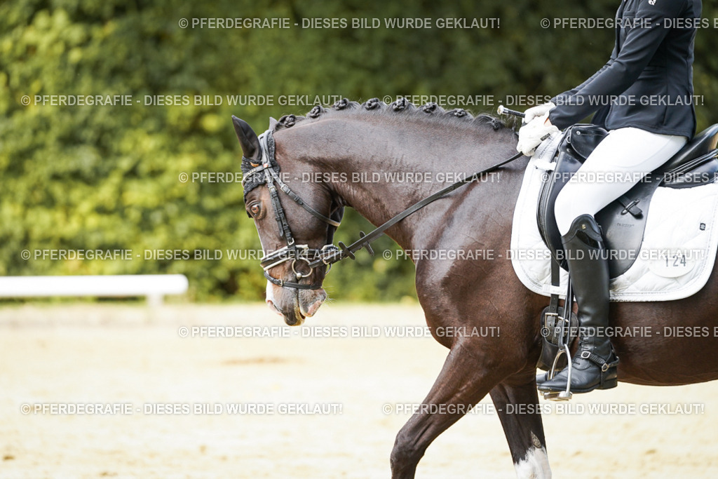 DSC03735 | Pferdegrafie