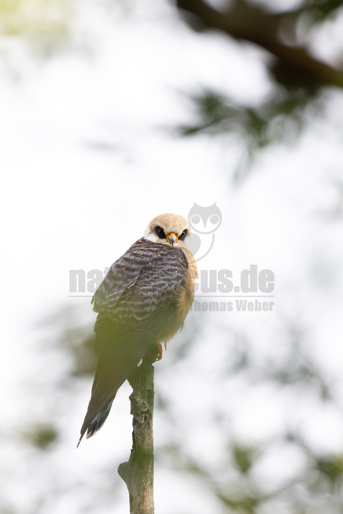 R5NF8367_20240513 | Rotfußfalken brüten in Ost- bis Südosteuropa. Ihr Überwinterungsgebiet liegt in Afrika. Sie sind als Durchzügler hierzulande eine Ausnahmeerscheinung, vor allem auf dem Frühjahrszug zurück in ihre Brutgebiete. Rotfußfalken sind eine mittelgroße Falkenart, bei der sich Männchen und Weibchen äußerlich deutlich unterscheiden. Die Männchen haben eine unverwechselbare Gefiederfärbung. - Realisiert mit Pictrs.com