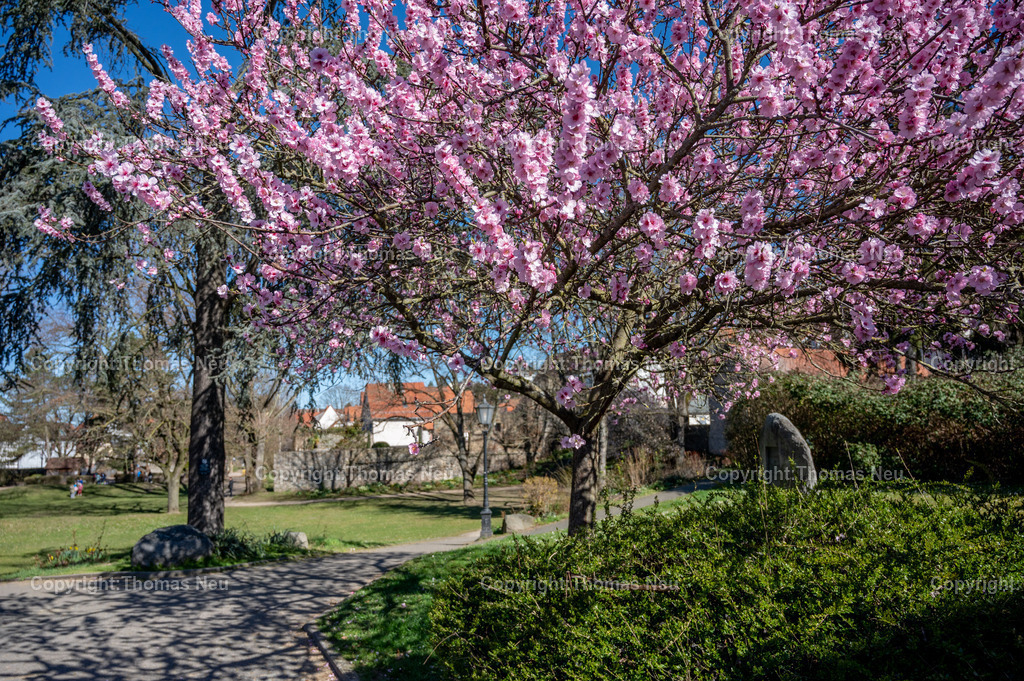 Zwingenberg_Frühling_DSC_6359 | Die bergstraße im Frühlingsmodus, überall blühen Mandelbäume und Osterglocken und andere Frühlingsblumen, im Zwingenberger Stadtpark kann man sich an diesem mandelbaum erfreuen, ,, Bild: Thomas Neu