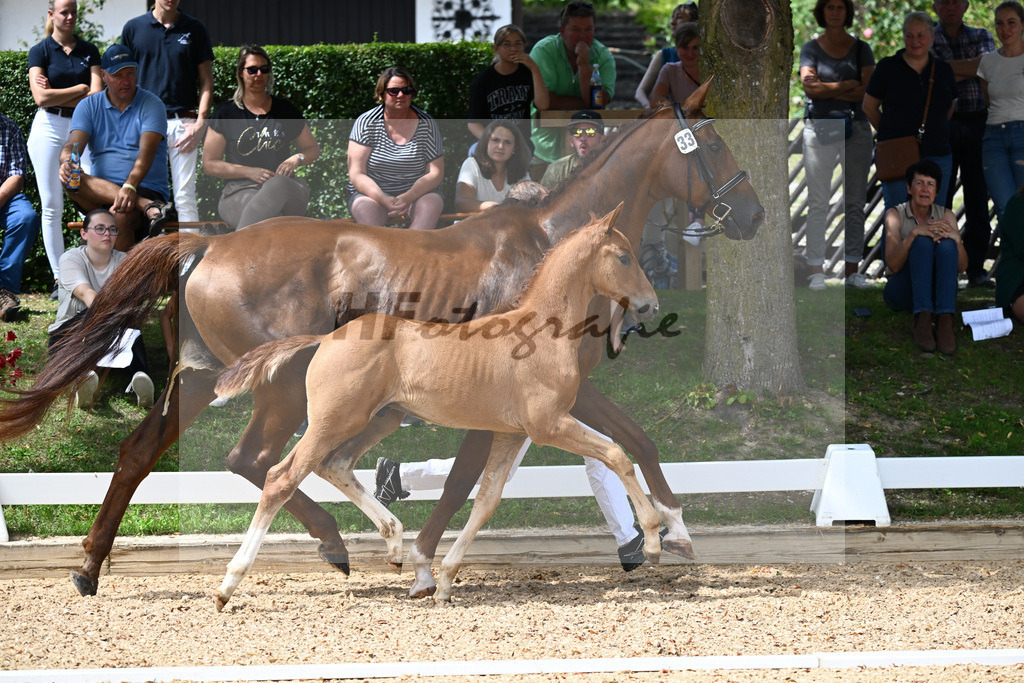 Kat-Nr. 33 HF DSP Va Bene x Rubinstein I_Hager_27230519 | hf-fotografie - Realisiert mit Pictrs.com
