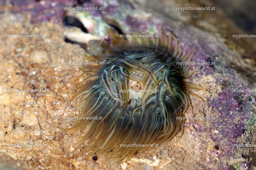 Pferdeaktinie-001 | Das Bilderarchiv über Tiere, Planzen und Landschaften. In der Bilddatenbank finden Sie ein große Auswahl an hochwertigen Bilder für Ihre Werbung - Realisiert mit Pictrs.com