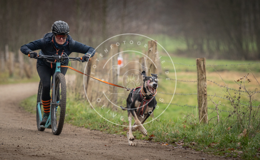 Pfotenfotografie_DV3A2390 | Hundefotografie, Tierfotograf, Pfotenfotografie, Fotoshooting Hund, Hunde Portrait, Hundesport, Hundeportraits, Heideshooting, Hunde, Sportfotograf, Hundefotograf, Turnierhundsport, THS,  - Realisiert mit Pictrs.com
