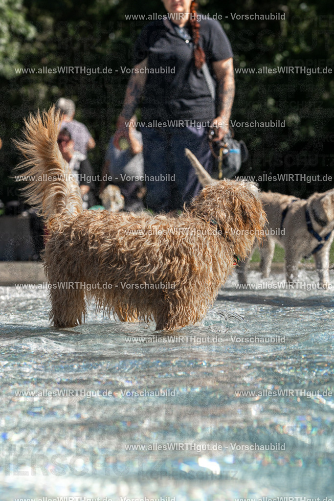 Hundeschwimmen_Volksbad_2026-allesWIRTHgut_Tierfotografie-2609061245-FAY06552 | Professionelle Tierfotografie in Mönchengladbach von Daniel Wirth (allesWIRTHgut). Liebevolle & natürliche Bilder von Hunden & Katzen für unvergessliche Erinnerungen.