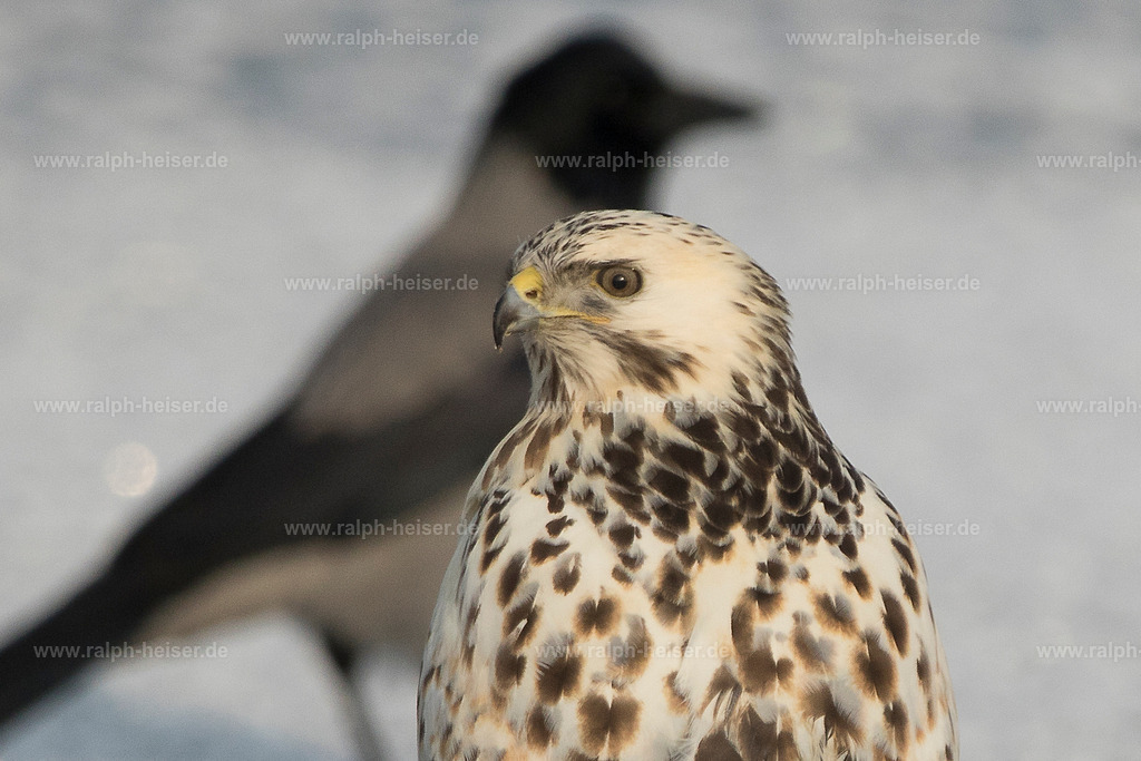 _56A1998 | Wandbilder, Bilder, Fotograf in Marburg, Tierbilder, Wandfotos, Bilder Shop, Günstige Bilder, Schwarz-Weiß Bilder, Ralph Heiser