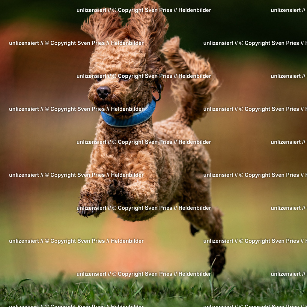 Sven Pries | 2024-04-21 - Hunderennen Baden-Oos
Foto: Sven Pries - Realisiert mit Pictrs.com