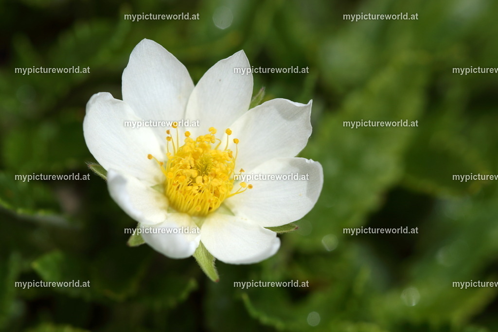 Weiße Silberwurz-007 | Das Bilderarchiv über Tiere, Planzen und Landschaften. In der Bilddatenbank finden Sie ein große Auswahl an hochwertigen Bilder für Ihre Werbung - Realisiert mit Pictrs.com