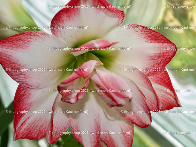 titusgraphy_P7032316-vz-ln | titusgraphy-shop: Geschenkideen mit Qualitätsfotos. titusgraphy-shop: gift ideas with quality photos. titusgraphy-shop: idées cadeaux avec photos de qualité.  - Realisiert mit Pictrs.com