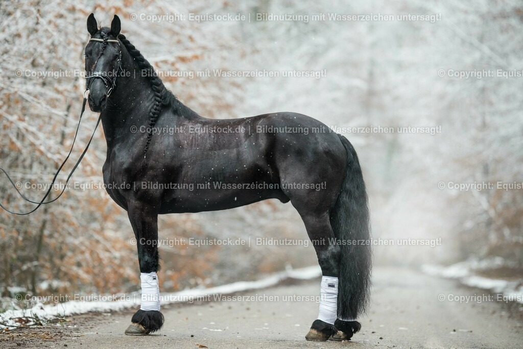 20150121_Friese_im_Schnee_0001 | equistock