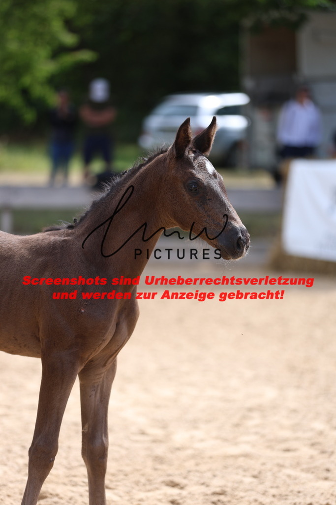 Fohlenschau_Schwäbisch_Hall_dressurbetonte_Fohlen_KN 53_7 | lmwpictures - Realisiert mit Pictrs.com