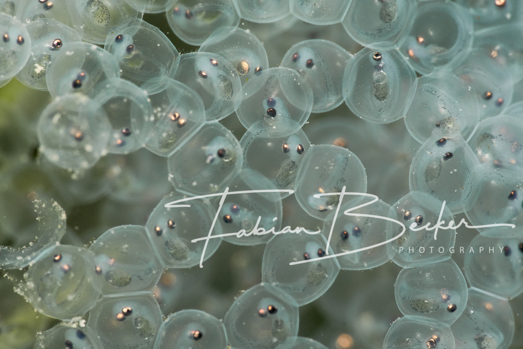 Vor der Geburt | Einzigartige Wandbilder von faszinierenden Unterwasserwelten. Exklusive Kunst für Empfangsbereiche, Wohnraum oder Wartezimmer. - Realisiert mit Pictrs.com