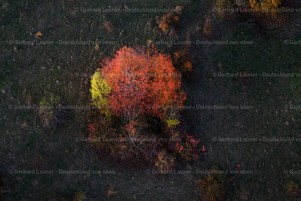 3808241 | Herbstliche Bäume bei Rödlas