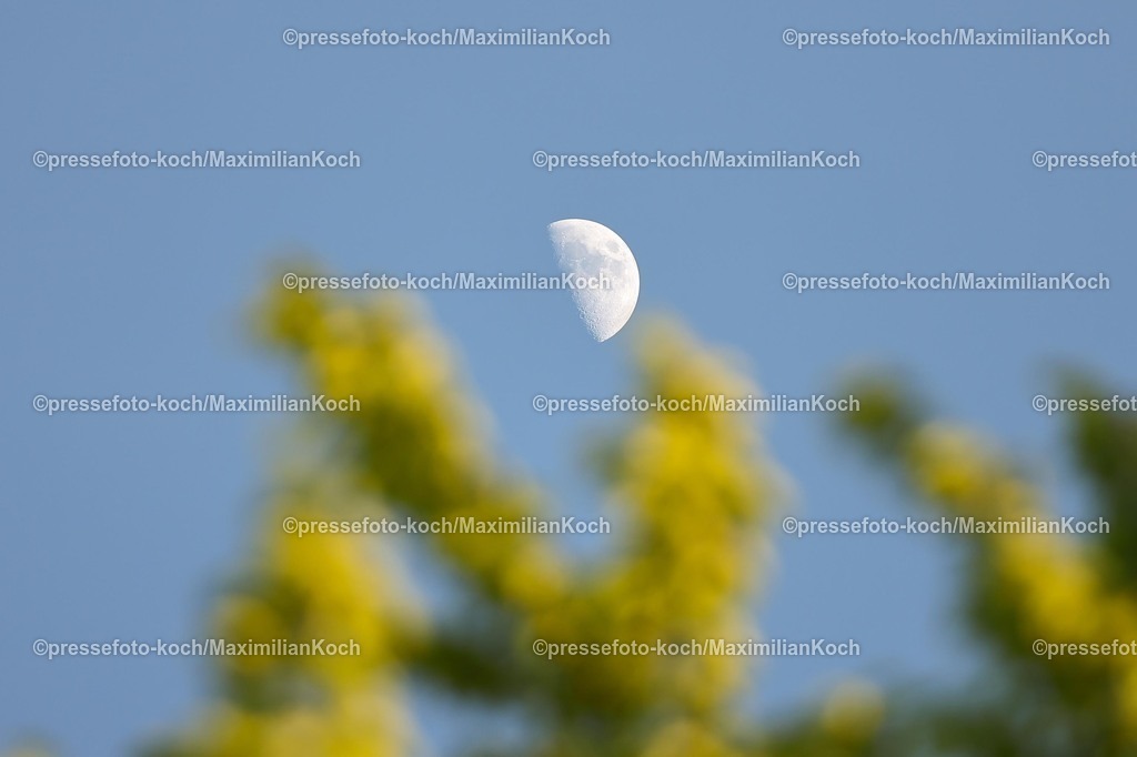 xKWIx24042601052 | 2026.04.24, xkwix, Fußball, Regionalliga West, FC Gütersloh -  Sportfreunde Lotte, Heidewaldstadion, 31.Spieltag, Saison 2025 / 2026: Der Mond durch die Baumkrone DFB regulations prohibit any use of photographs as image sequences and or quasi-video. Photo: xKamilxWilkowskixPressefotoKochx