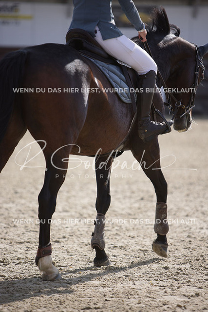 1J2A6572Sandra Rugullies_ Petite Blue_ Kn844_ Havekost | Foto- und Videografie für alles rund ums Pferd. Hochwertige Bilder und Videos vom Spring- und Dressurreiten, Voltigieren & mehr. Jetzt aktuelle Veranstaltungen und Preise im Shop ansehen. - Realisiert mit Pictrs.com