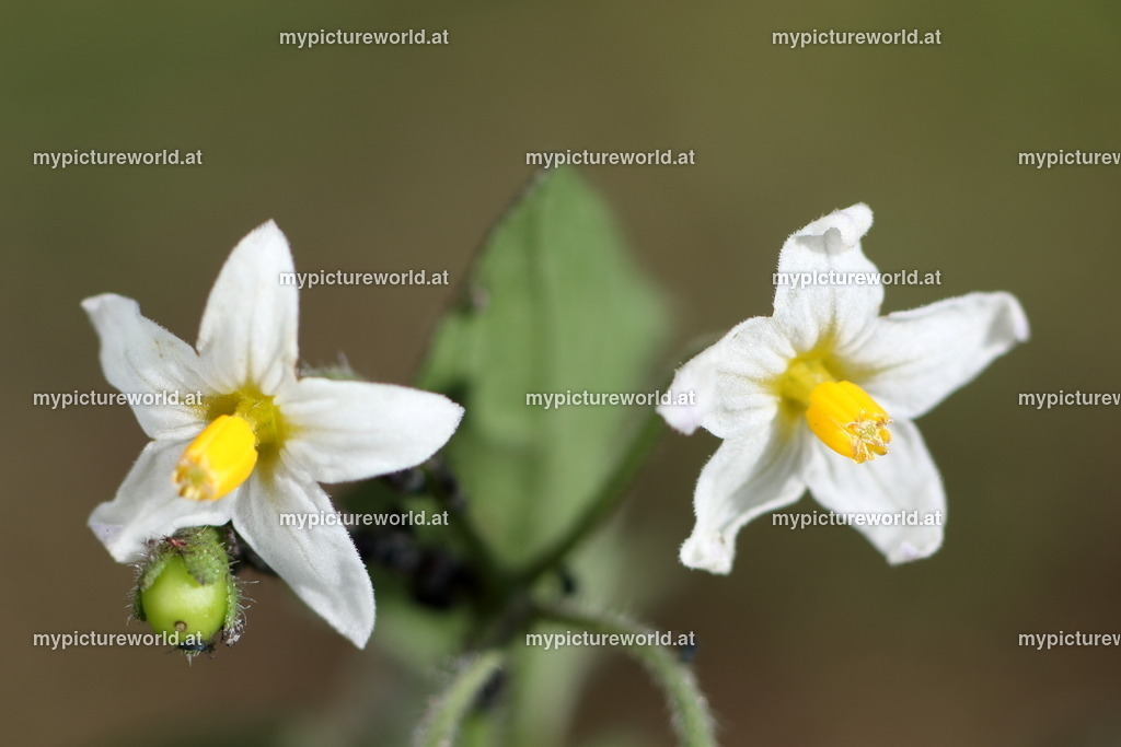 Schwarzer Nachtschatten-002 | Das Bilderarchiv über Tiere, Planzen und Landschaften. In der Bilddatenbank finden Sie ein große Auswahl an hochwertigen Bilder für Ihre Werbung - Realisiert mit Pictrs.com